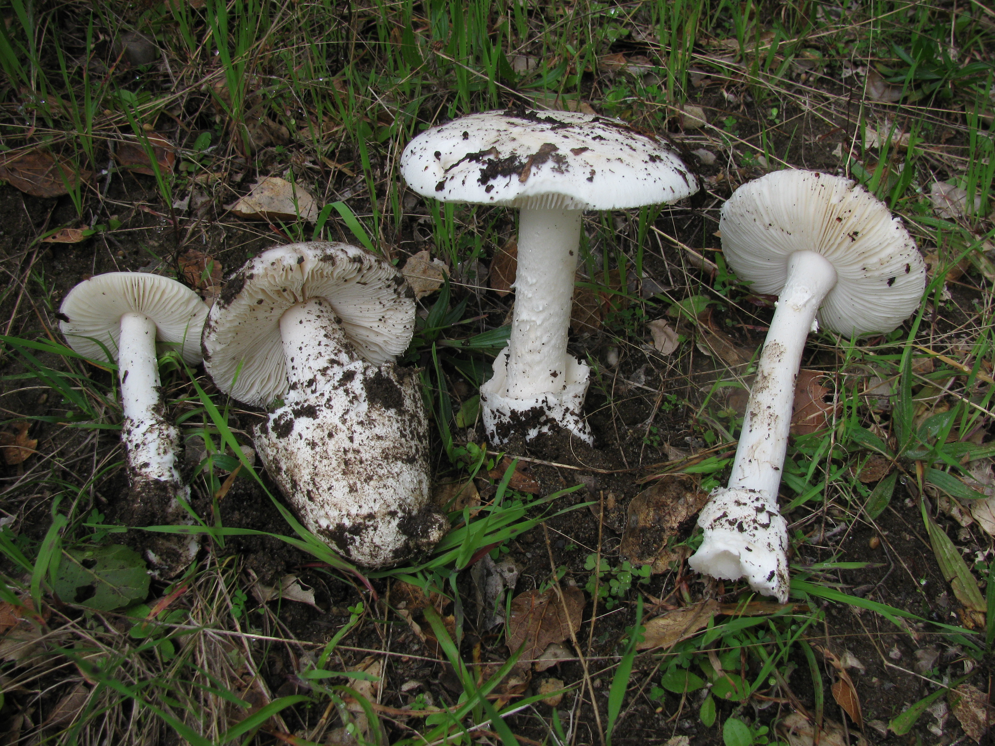 Destroying angel
